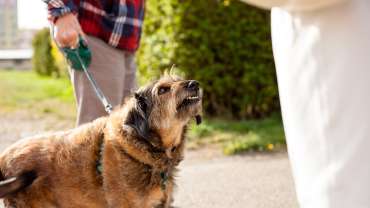 dog bite lawyers media