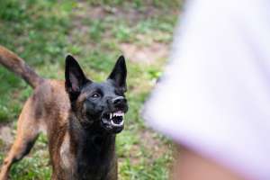 Dog Bite Lawyers in Bucks County, PA