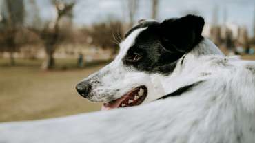 dog bite injury